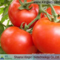 Supply High Quality GMP Lycopen In Health&Medical Lycopene